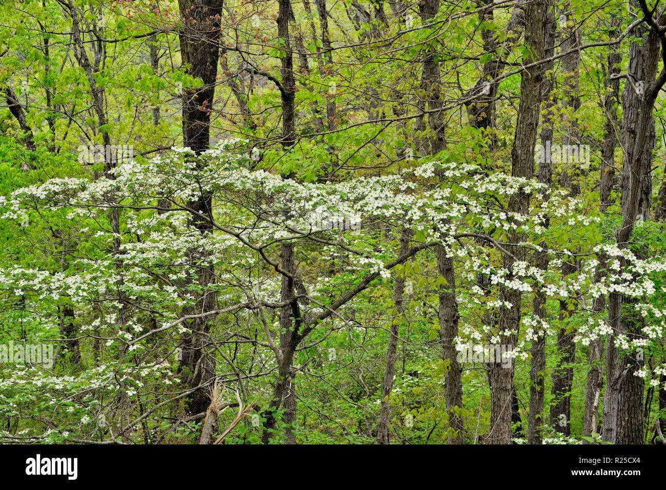 Flowering dogwood in the hardwood forest, Buffalo National River, Arkansas, USA Stock Photo