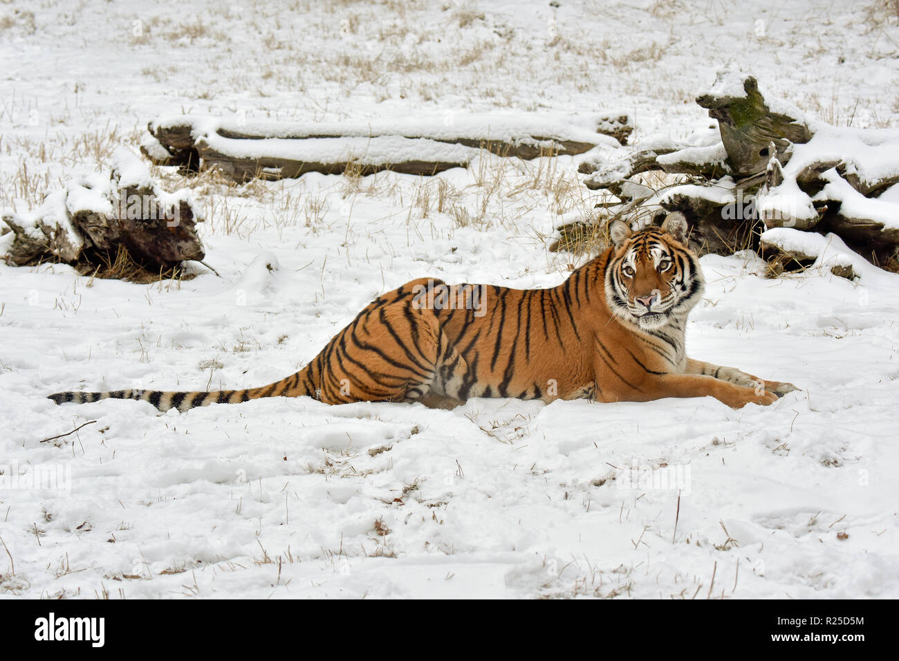 Amur Tiger Lying Down in the Snow Stock Photo