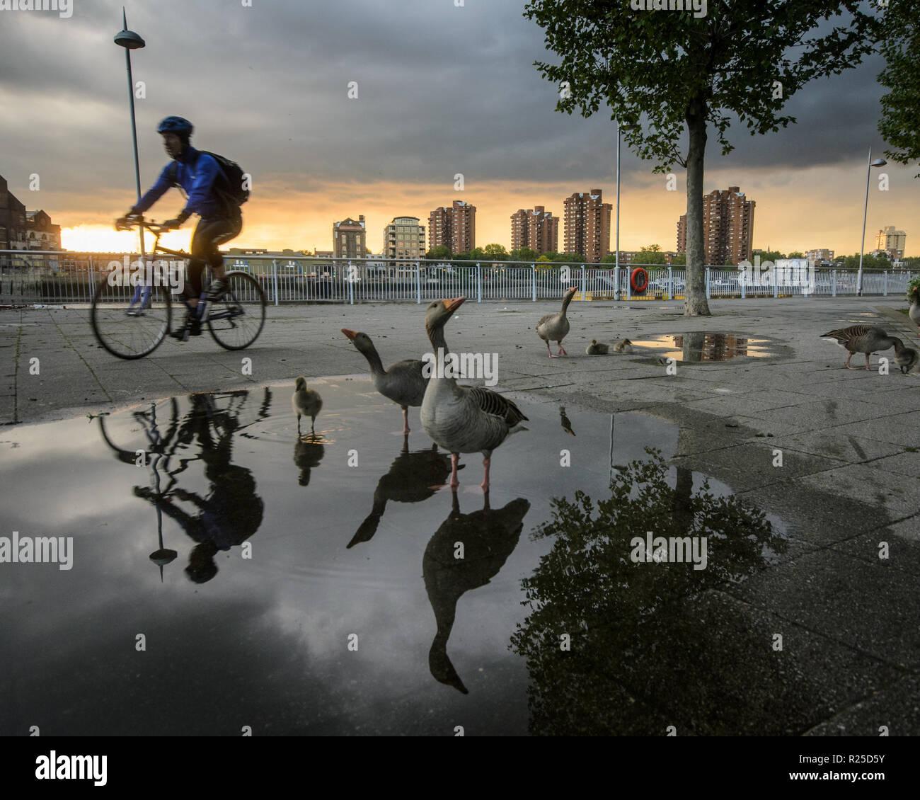 London, England, UK - May 13, 2014: A cyclist rides past a family of geese and goslings paddling in a puddle on the River Thames Path in Battersea, we Stock Photo