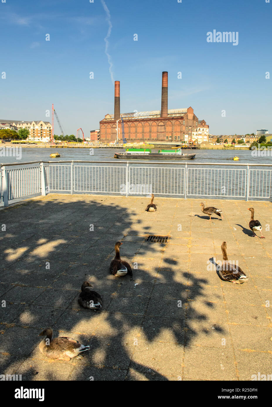 London, England, UK - July 18, 2013: A flock of geese sit in sunshine on the River Thames Path at Battersea in west London, with Chelsea's Lots Road P Stock Photo
