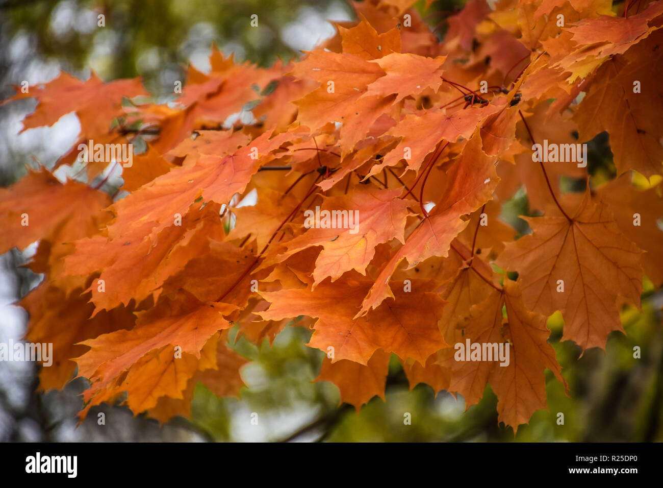 Page 9 Leaves Blurry Background High Resolution Stock Photography And Images Alamy