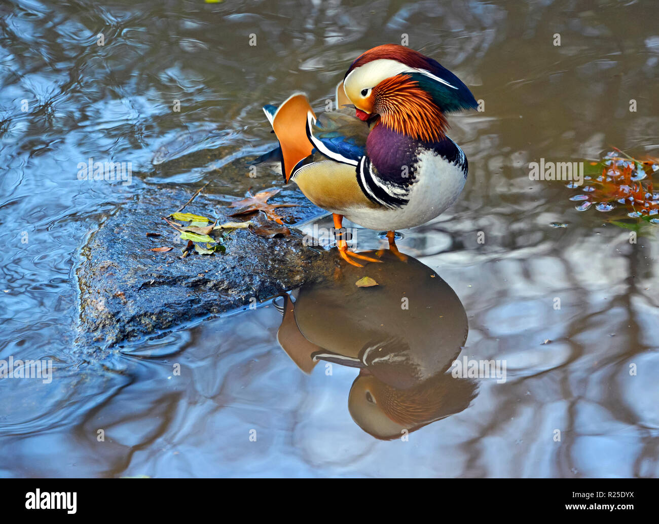 Rare Mandarin duck in Central Park, New York normally found in Asia