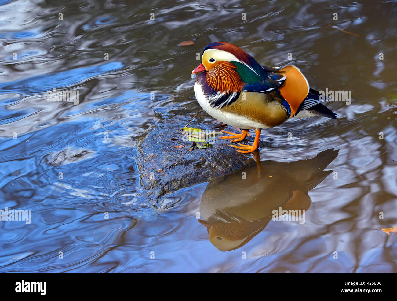 Rare Mandarin duck in Central Park, New York normally found in Asia Stock Photo