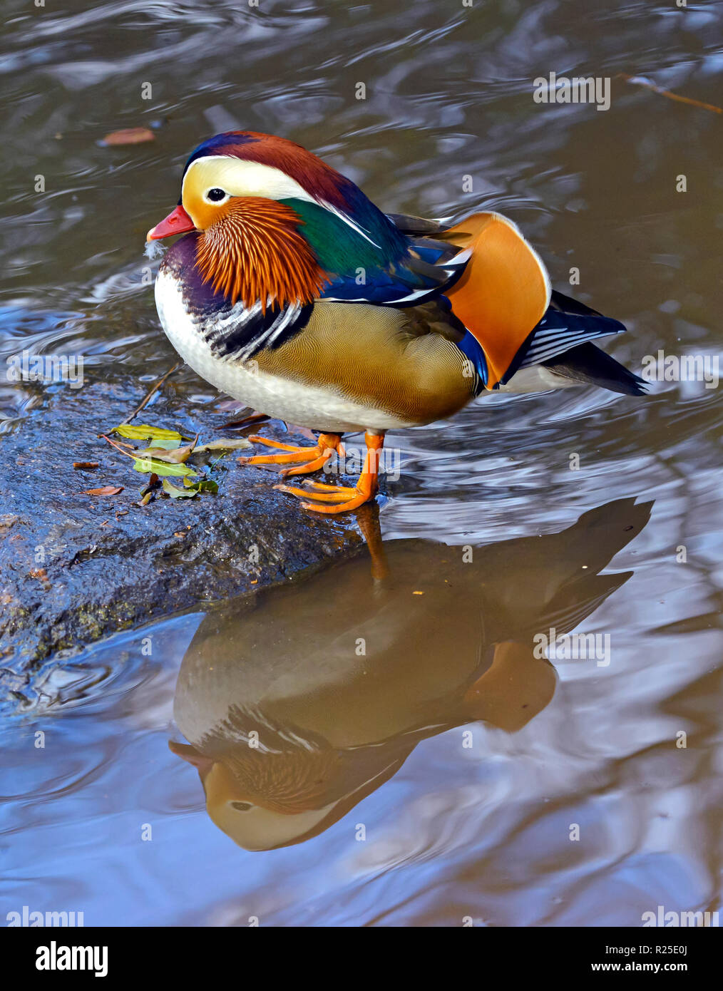 Rare Mandarin duck in Central Park, New York normally found in Asia Stock Photo