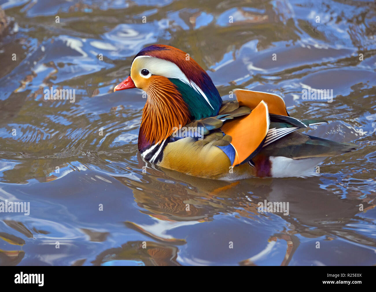 Rare Mandarin duck in Central Park, New York normally found in Asia Stock Photo