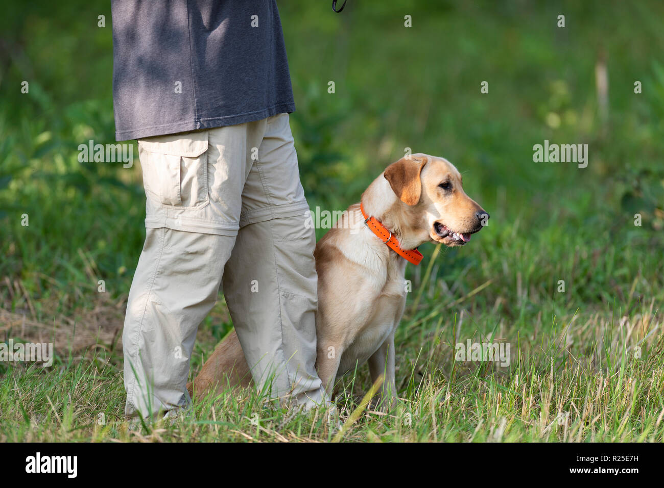 Labrador Retrievers during training on a late summer day Stock Photo