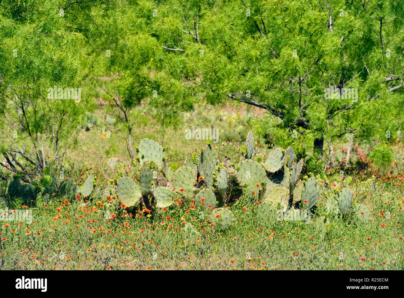 Texas hill country mesquite hires stock photography and images Alamy