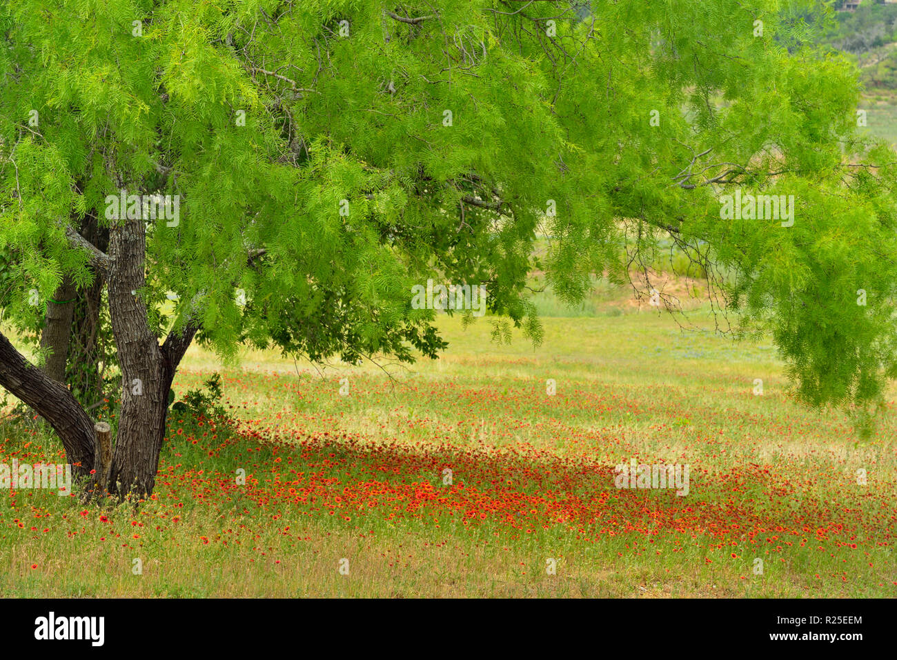 Indian blanket/firewheel flowers and mesquite tree, Turkey Bend LCRA, Texas, USA Stock Photo
