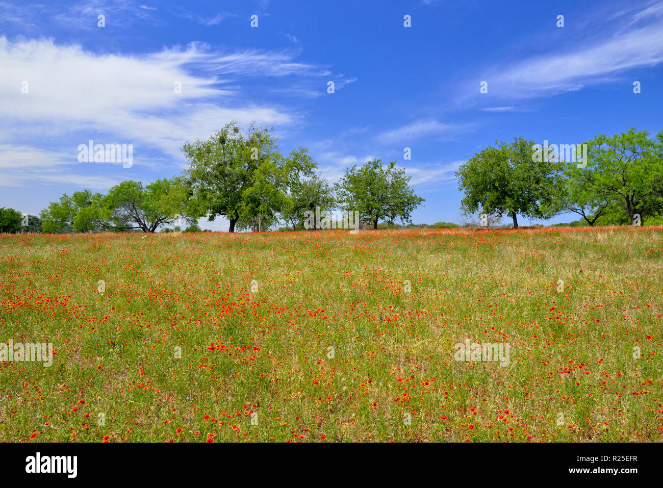 Indian blanket flowers and mesquite trees, Turkey Bend LCRA, Texas, USA Stock Photo