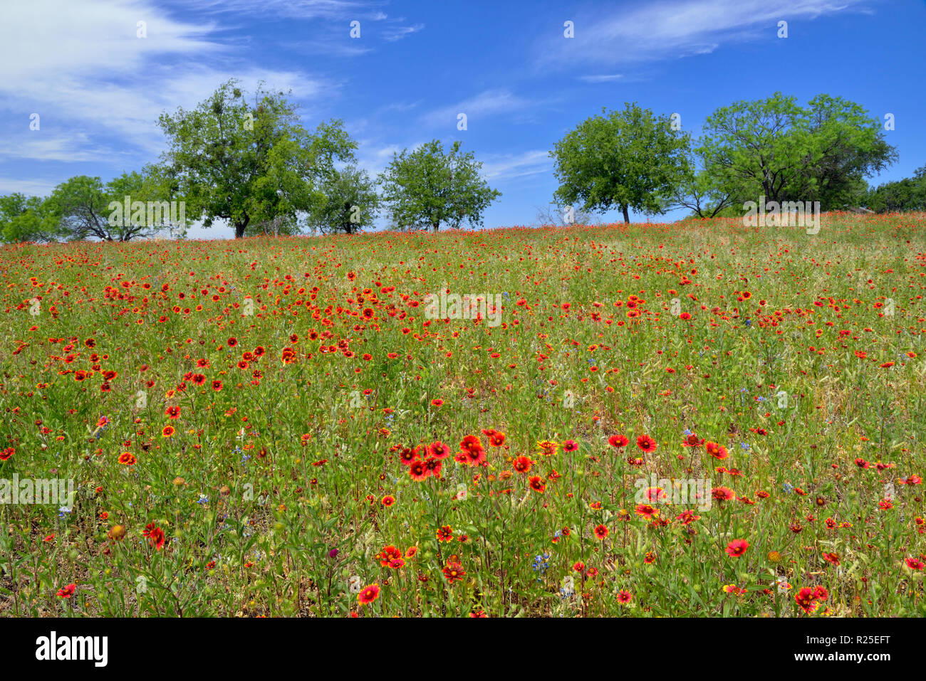 Indian blanket flowers and mesquite trees, Turkey Bend LCRA, Texas, USA Stock Photo