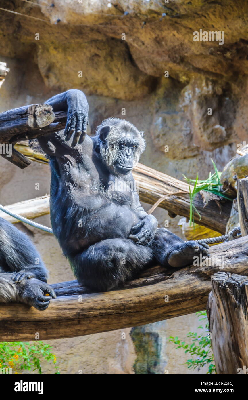 Chimpanzees, chim monkeys in Loro Parque, Tenerife, Canary Islands Stock Photo