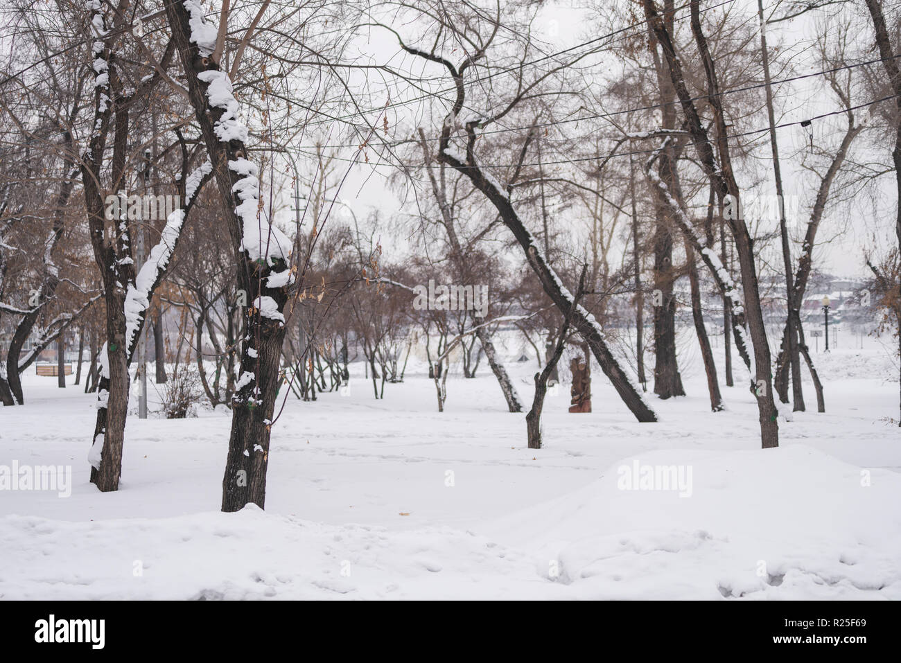 Wither trees with snow in frozen forest in winter Stock Photo Alamy