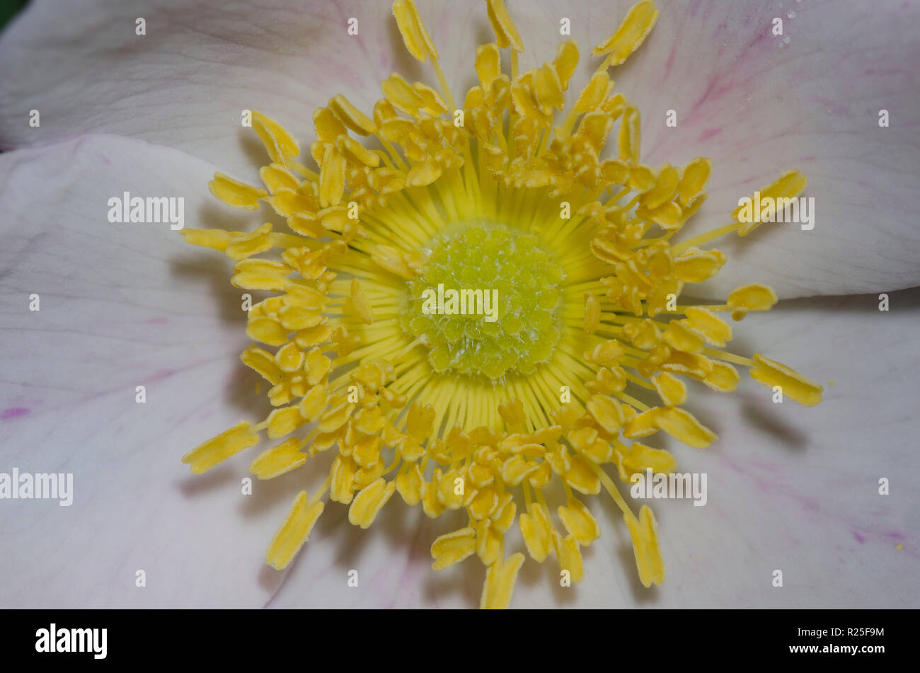 Rosa arkansana us hi-res stock photography and images - Alamy
