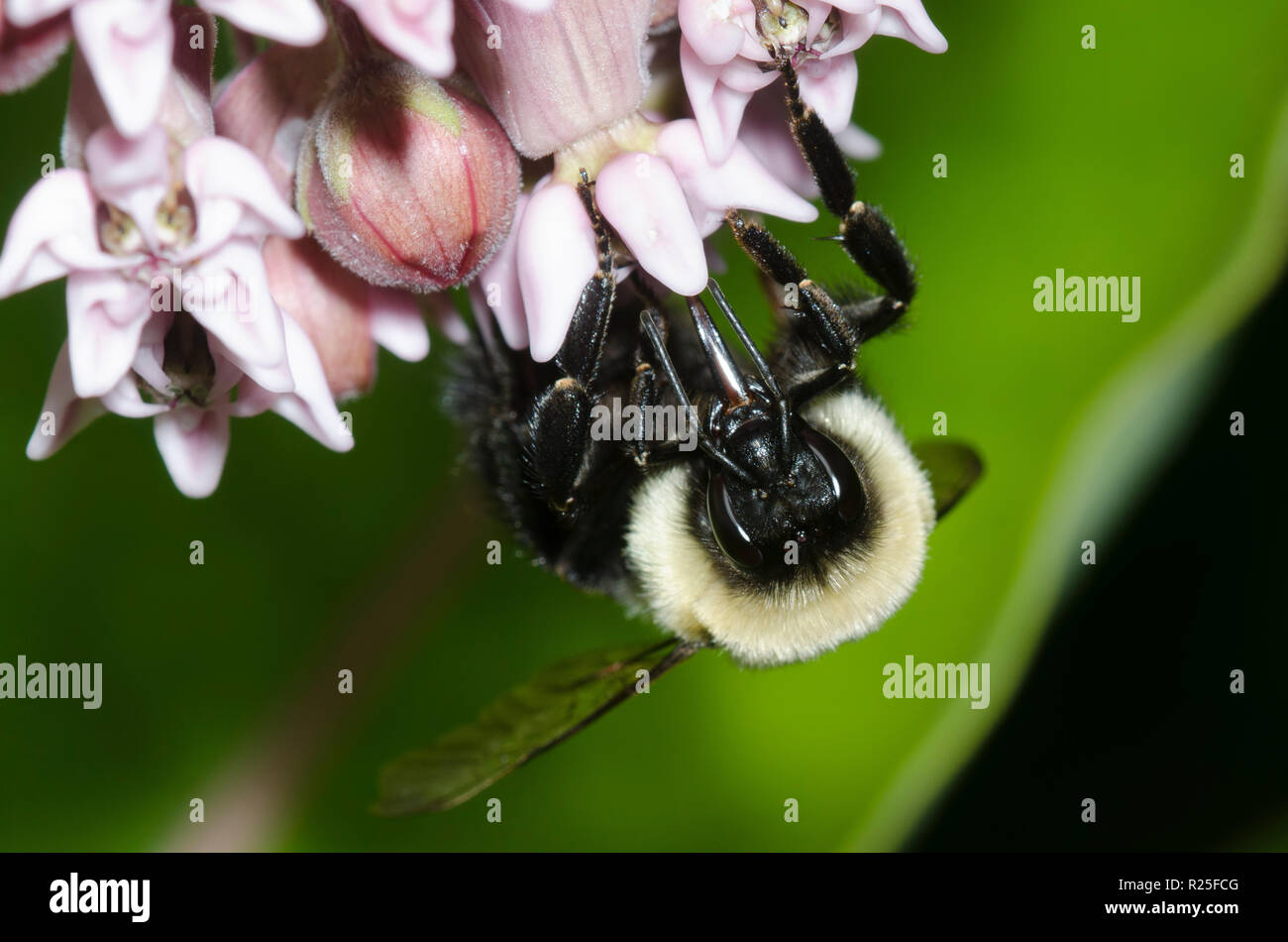 Common Eastern Bumble Bee, Bombus impatiens, on common milkweed, Asclepias syriaca Stock Photo