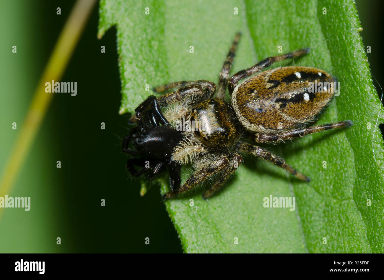 Jumping Spider, Phidippus clarus, with spider prey Stock Photo