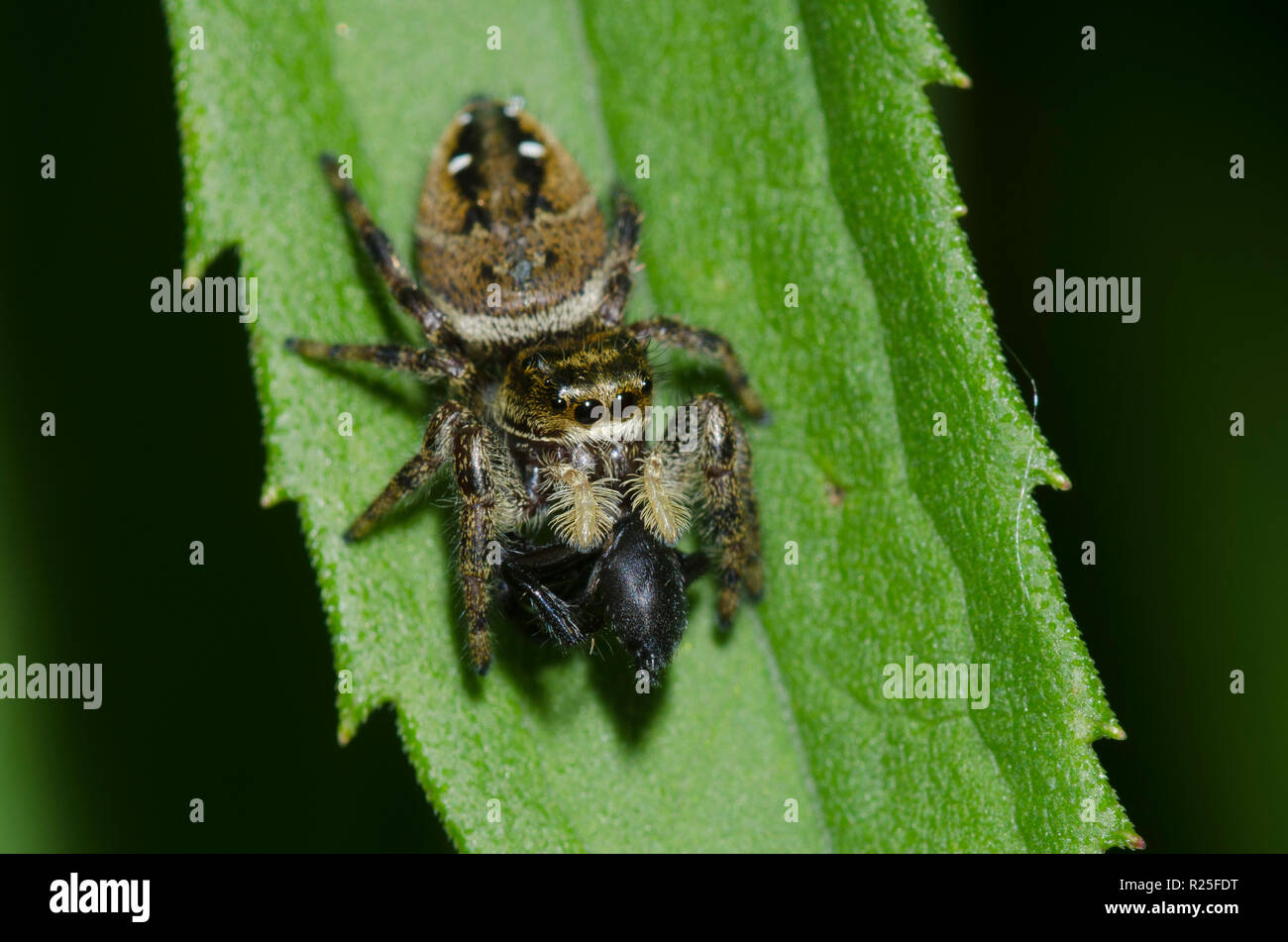 Jumping Spider, Phidippus clarus, with spider prey Stock Photo