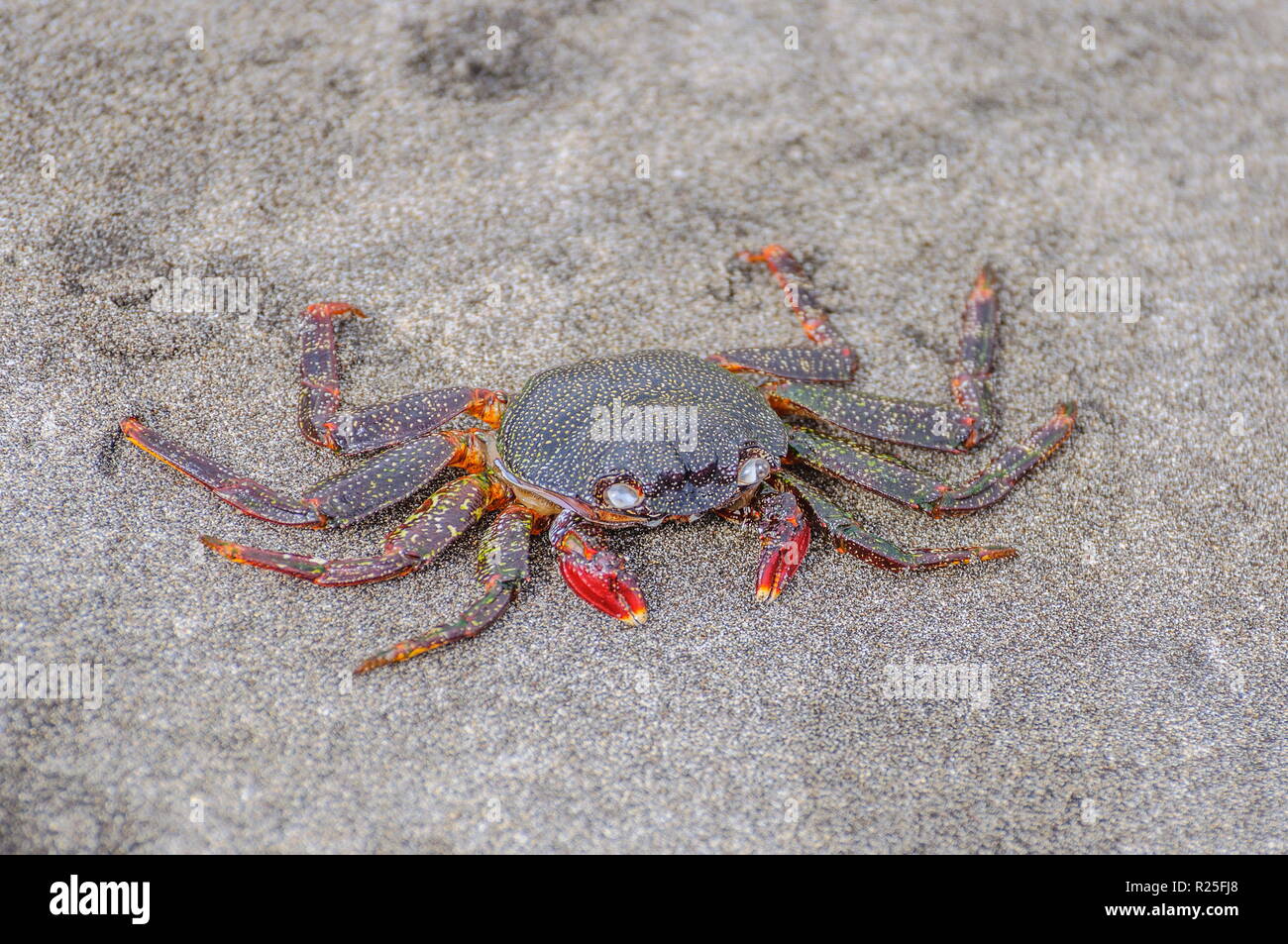 Crab sitting on the sand on the beach Stock Photo