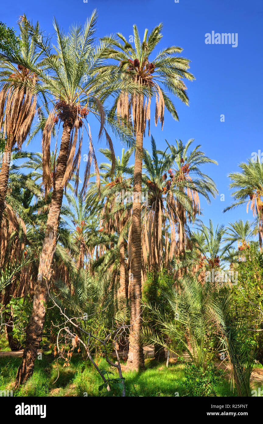 Date Palms in jungles in Tamerza oasis, Sahara Desert, Tunisia, Africa