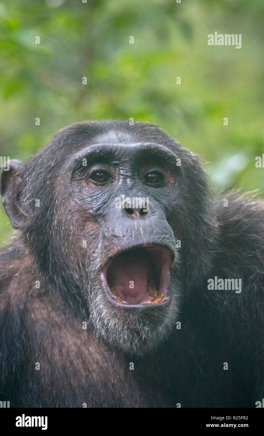 wild common chimpanzee or Pan troglodytes calling, Kibale National Park, Uganda Stock Photo