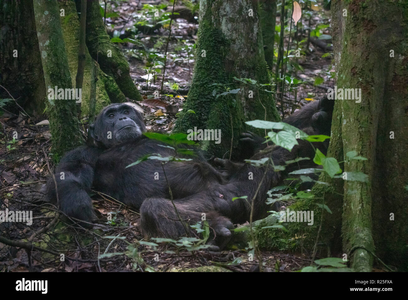 wild common chimpanzees or Pan troglodytes, Kibale National Park, Uganda Stock Photo
