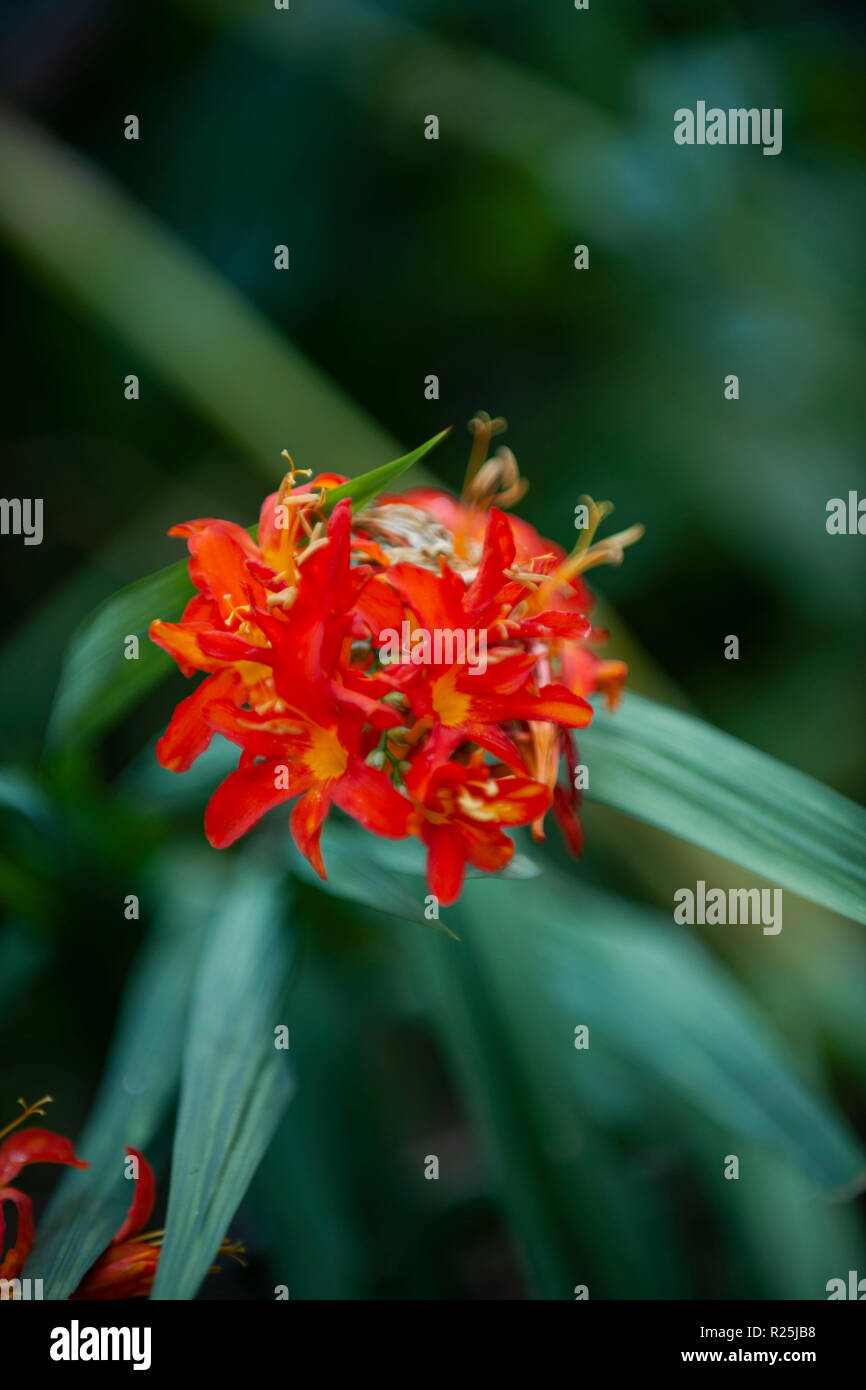 Flowers. Glasgow Botanic Gardens. Scotland Stock Photo Alamy