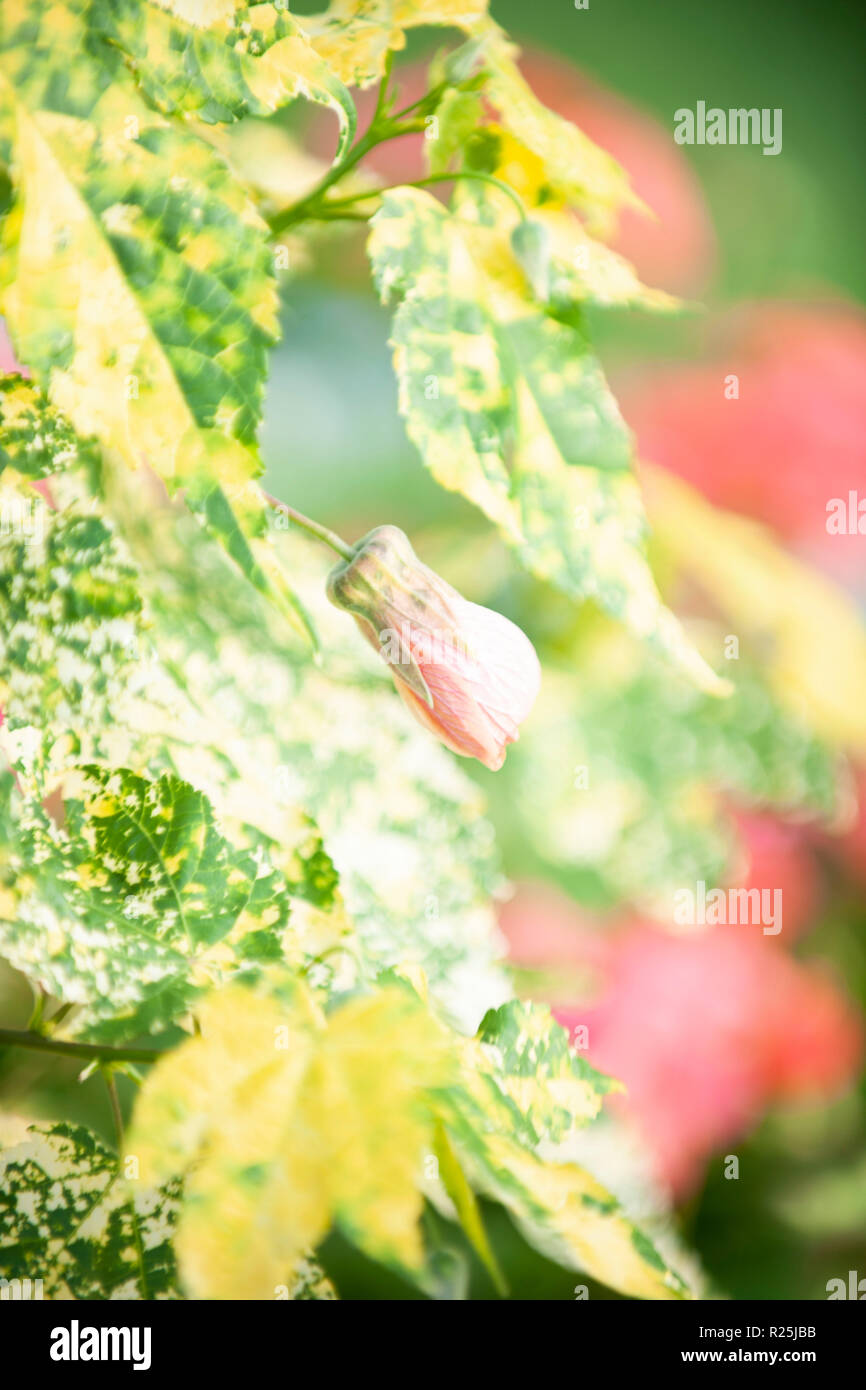 Flowers. Glasgow Botanic Gardens. Scotland Stock Photo Alamy