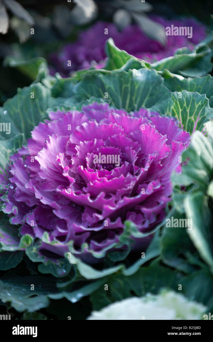 Flowers. Glasgow Botanic Gardens. Scotland Stock Photo Alamy