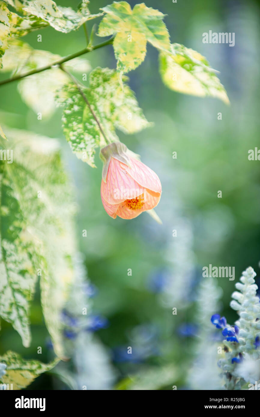 Flowers. Glasgow Botanic Gardens. Scotland Stock Photo Alamy