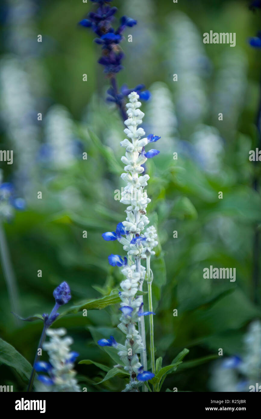 Flowers. Glasgow Botanic Gardens. Scotland Stock Photo Alamy