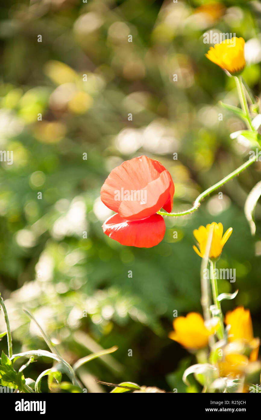 Flowers. Glasgow Botanic Gardens. Scotland Stock Photo Alamy