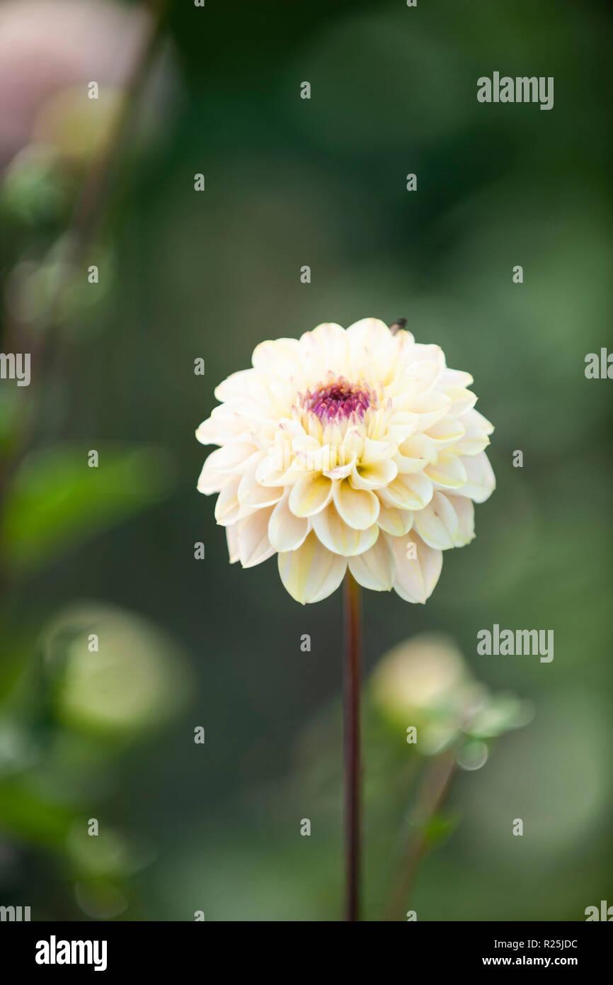 Flowers. Glasgow Botanic Gardens. Scotland Stock Photo Alamy