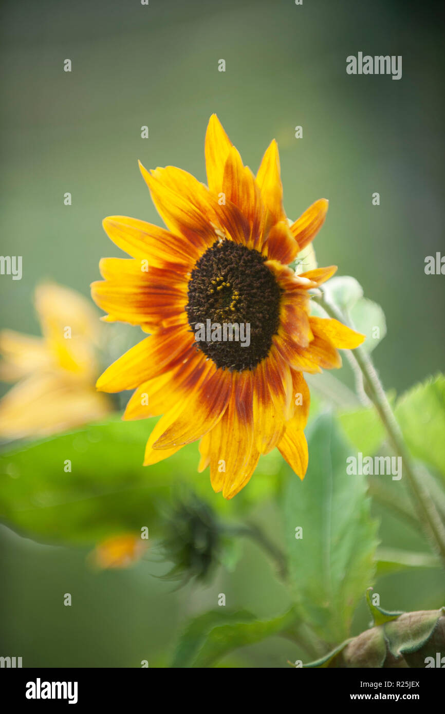Flowers. Glasgow Botanic Gardens. Scotland Stock Photo Alamy