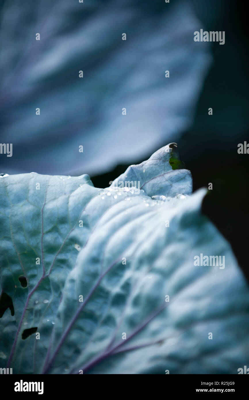 Flowers. Glasgow Botanic Gardens. Scotland Stock Photo Alamy