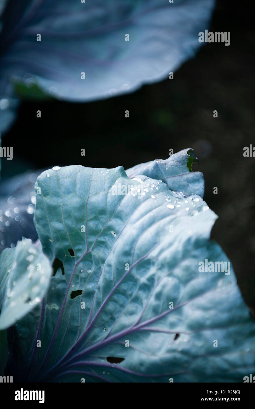Flowers. Glasgow Botanic Gardens. Scotland Stock Photo Alamy