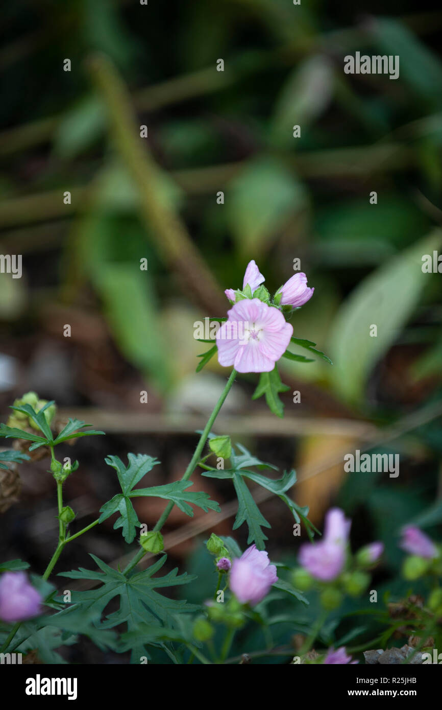 Flowers. Glasgow Botanic Gardens. Scotland Stock Photo Alamy