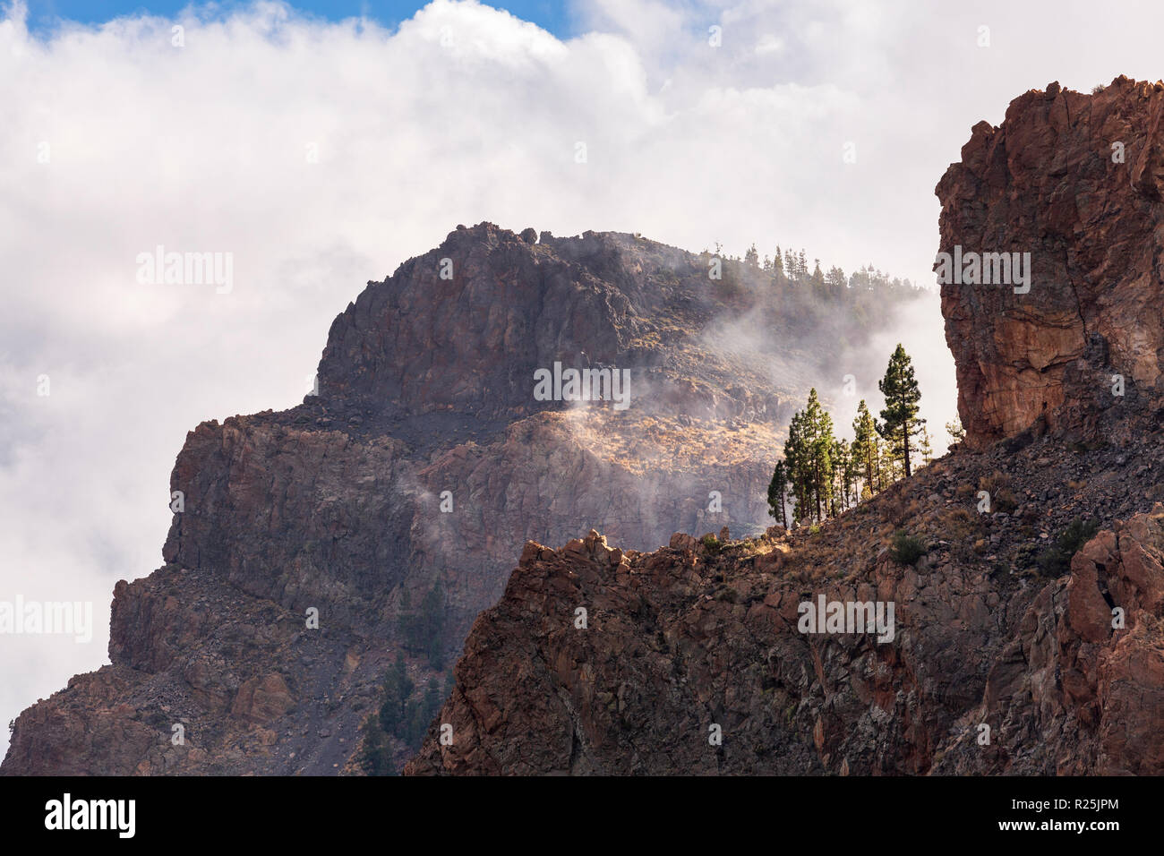 Pinus Canariensis, Canarian pine trees growing on a cliff edge in the Las Canadas del Teide national park, Tenerife, Canary Islands, Spain Stock Photo