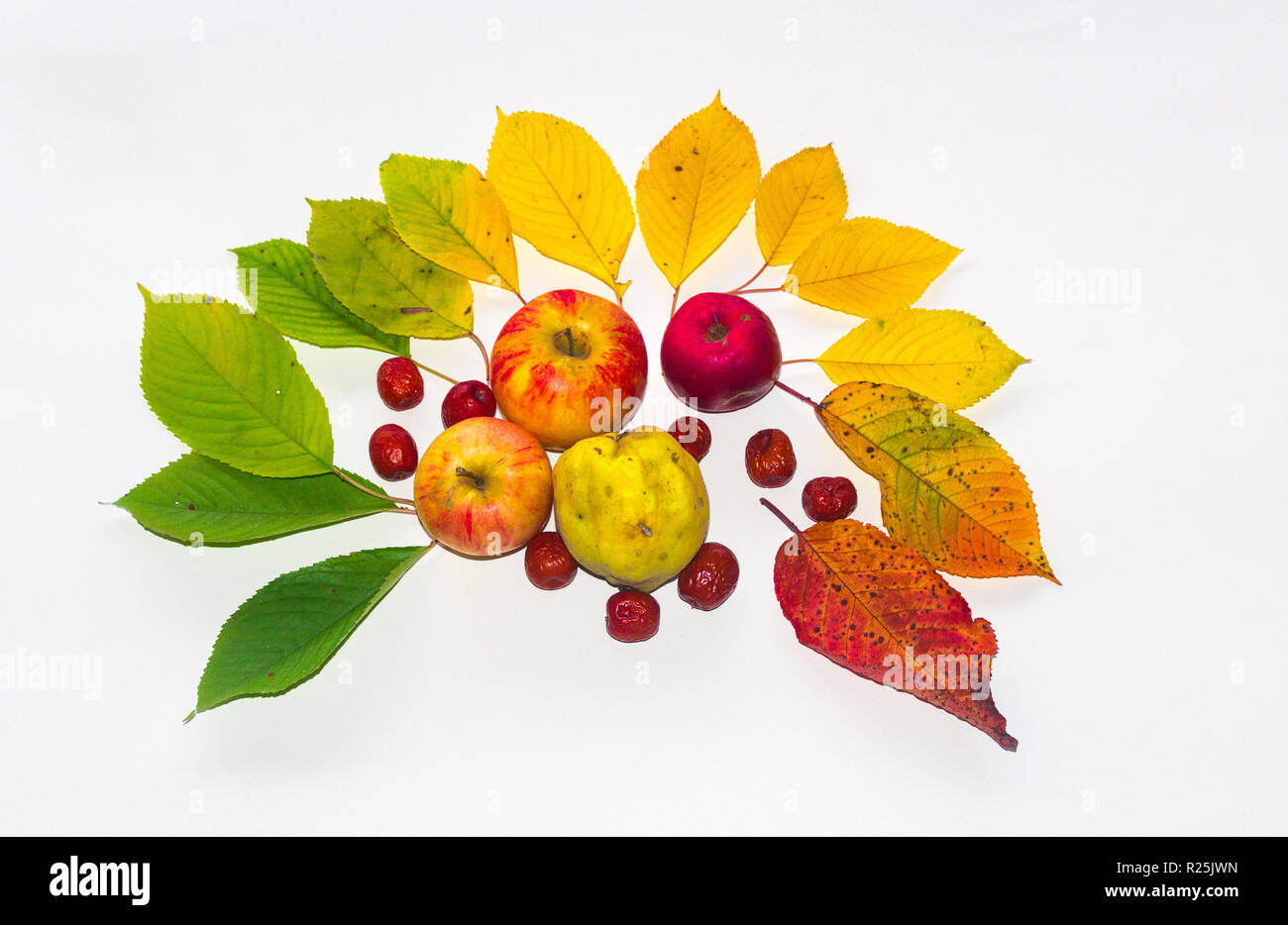 Autumn leaves and fruits Stock Photo - Alamy