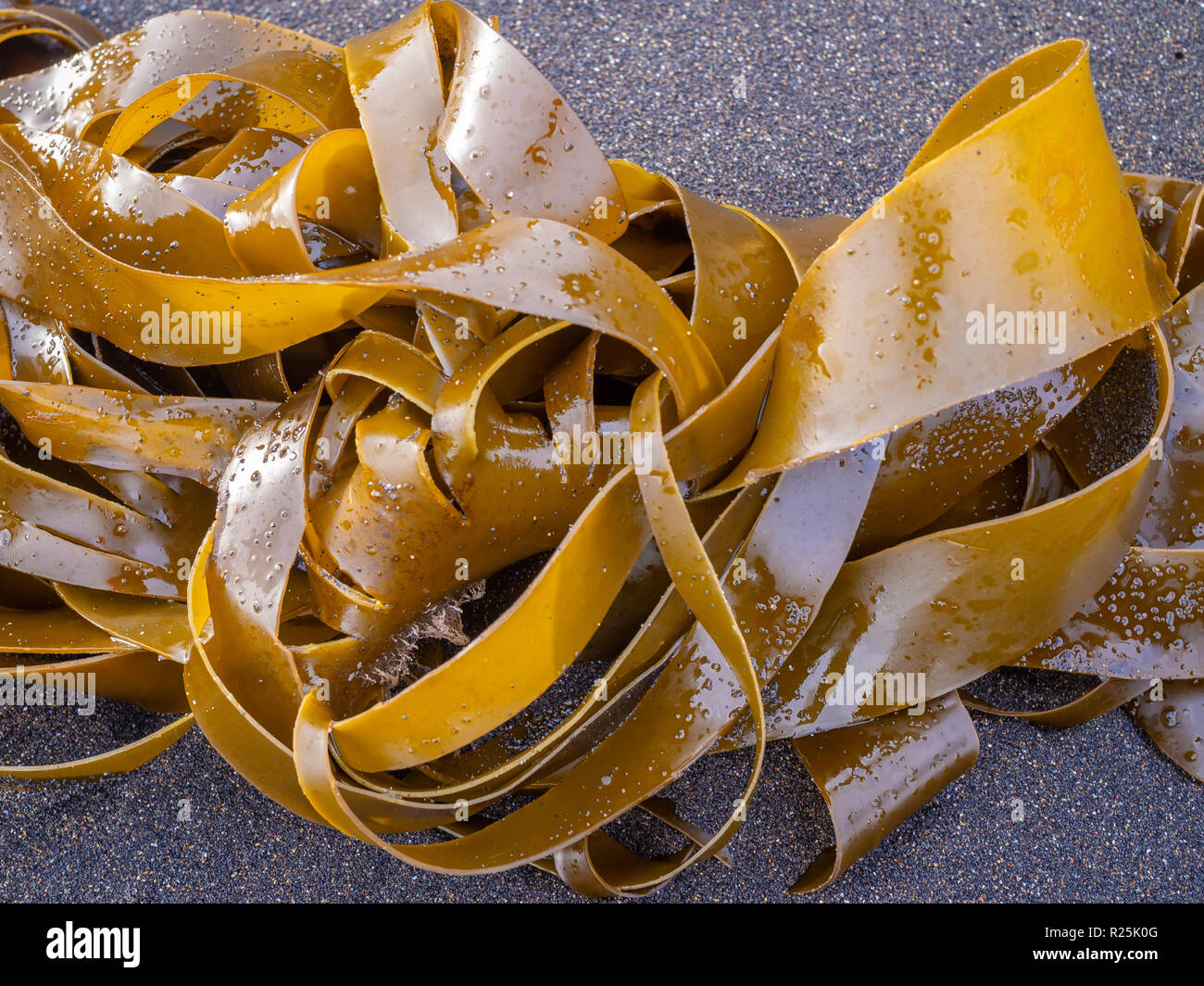 Icelandic ribbon seaweed on the black sand Stock Photo - Alamy