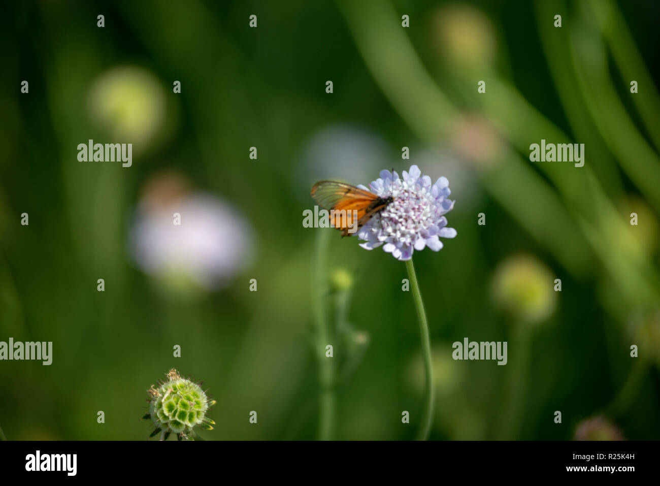 Walter sisulu botanical gardens hires stock photography and images Alamy
