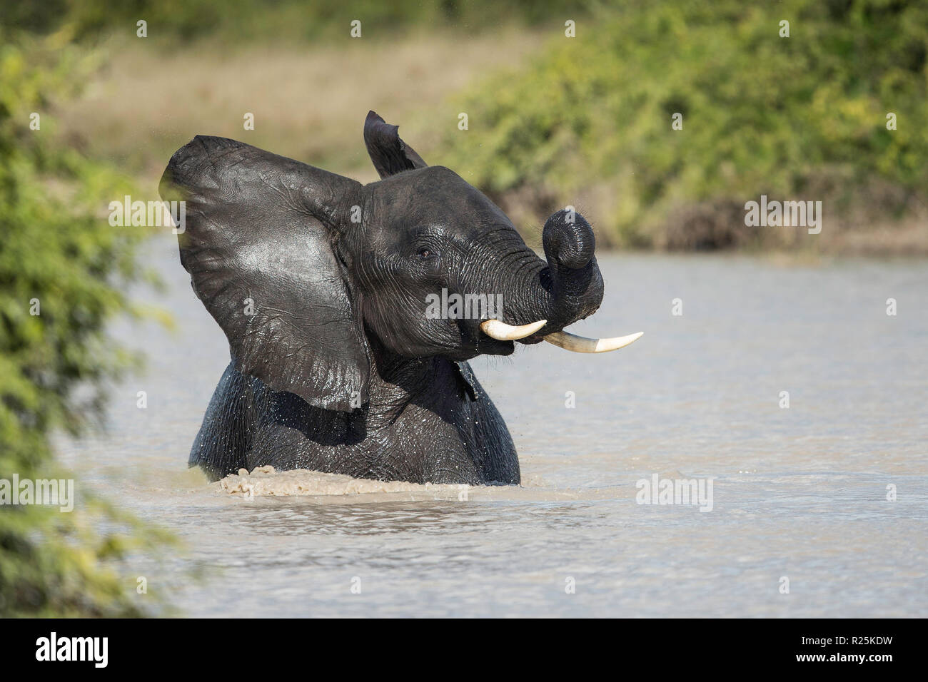African elephant (Loxodonta africana), Savuti, Botswana, Africa Stock Photo