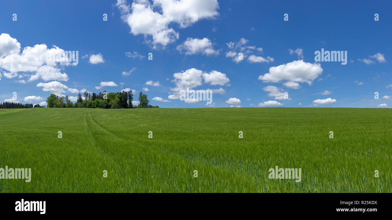 Large field with young barley Stock Photo