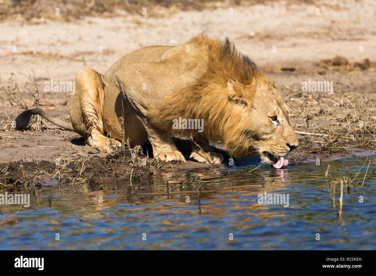 Lion (Pathera leo), Edge of Chobe River, Botswana, Africa Stock Photo