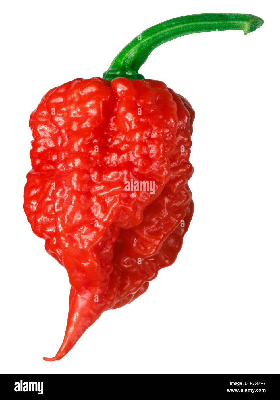 Carolina reaper hires stock photography and images Alamy