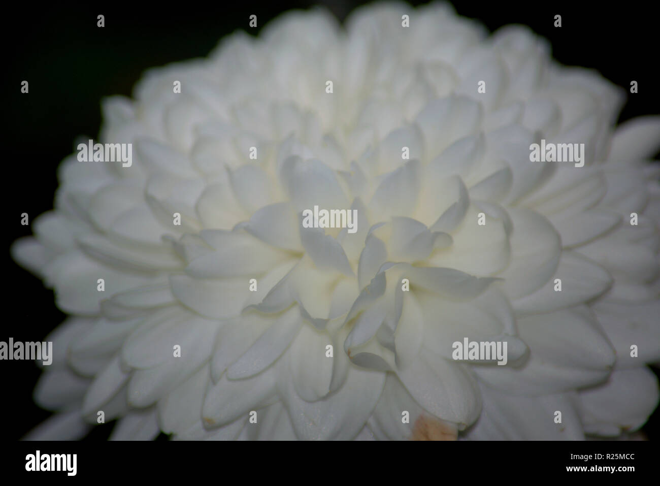 White chrysanthemums, full flower Stock Photo
