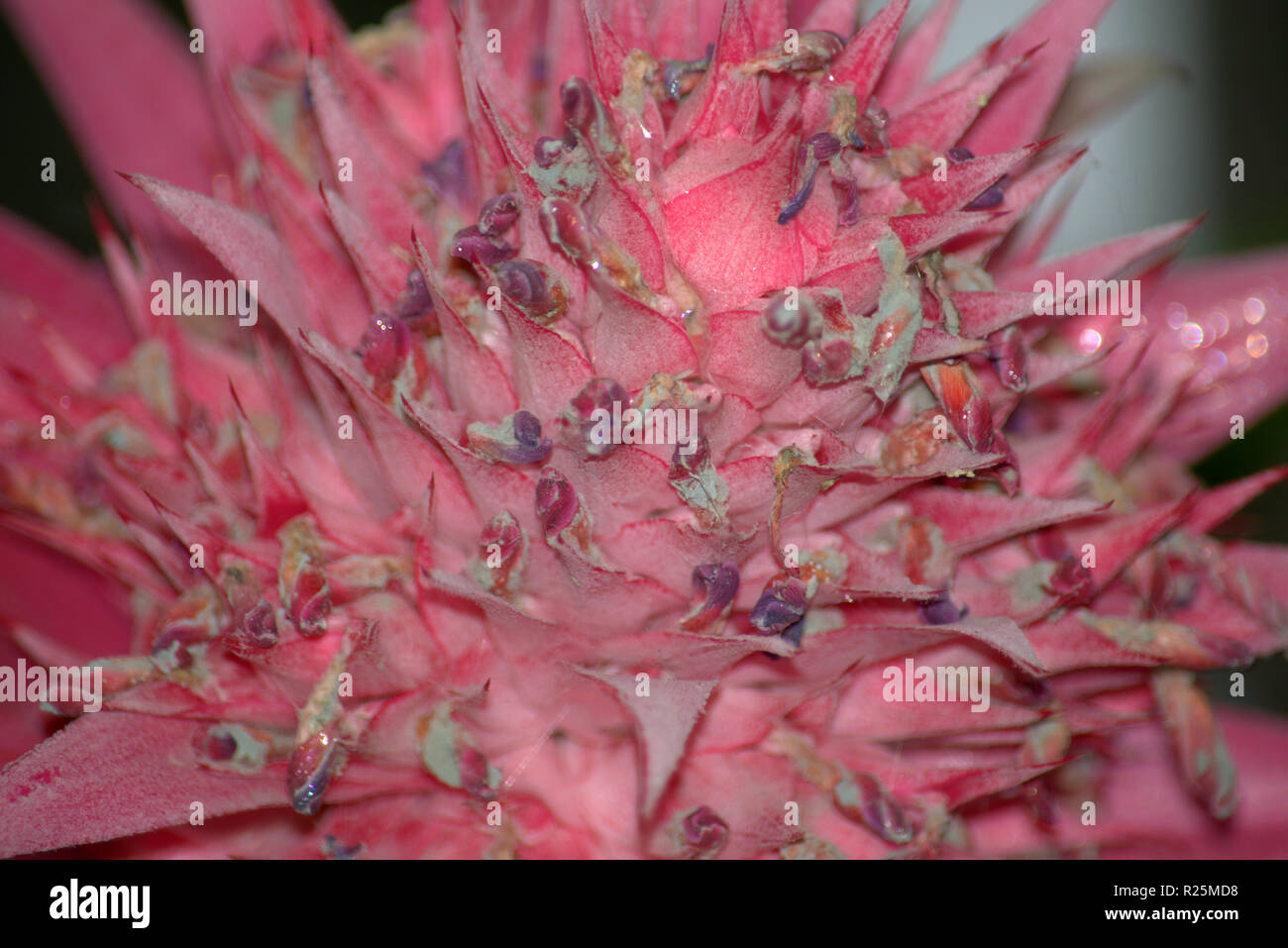 Pink chrysanthemum flower, full frame Stock Photo