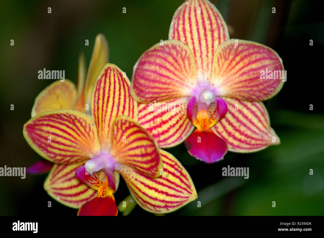Colorful orchid flowers, exotic Stock Photo