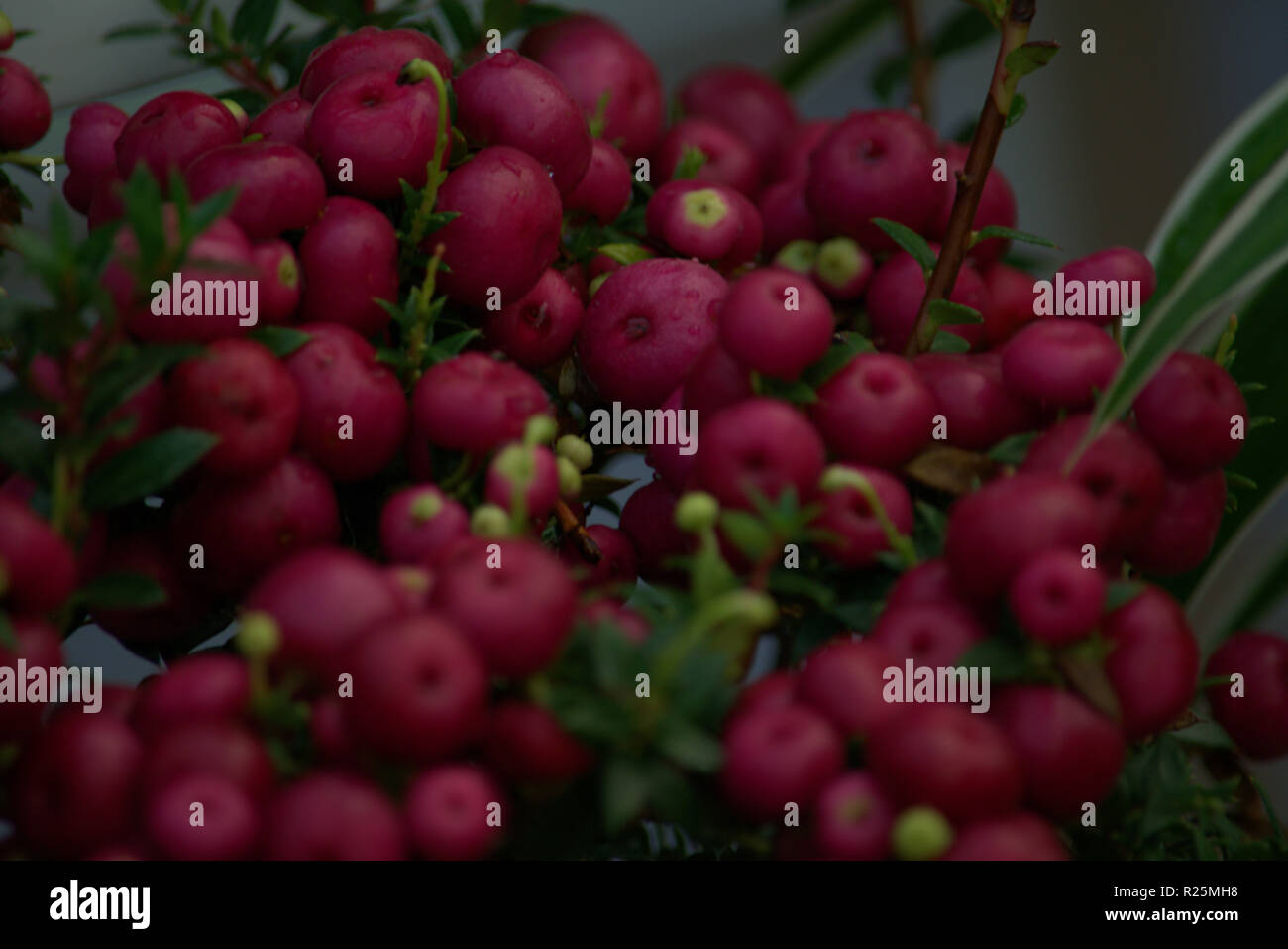 Red berries, exotic plant Stock Photo - Alamy