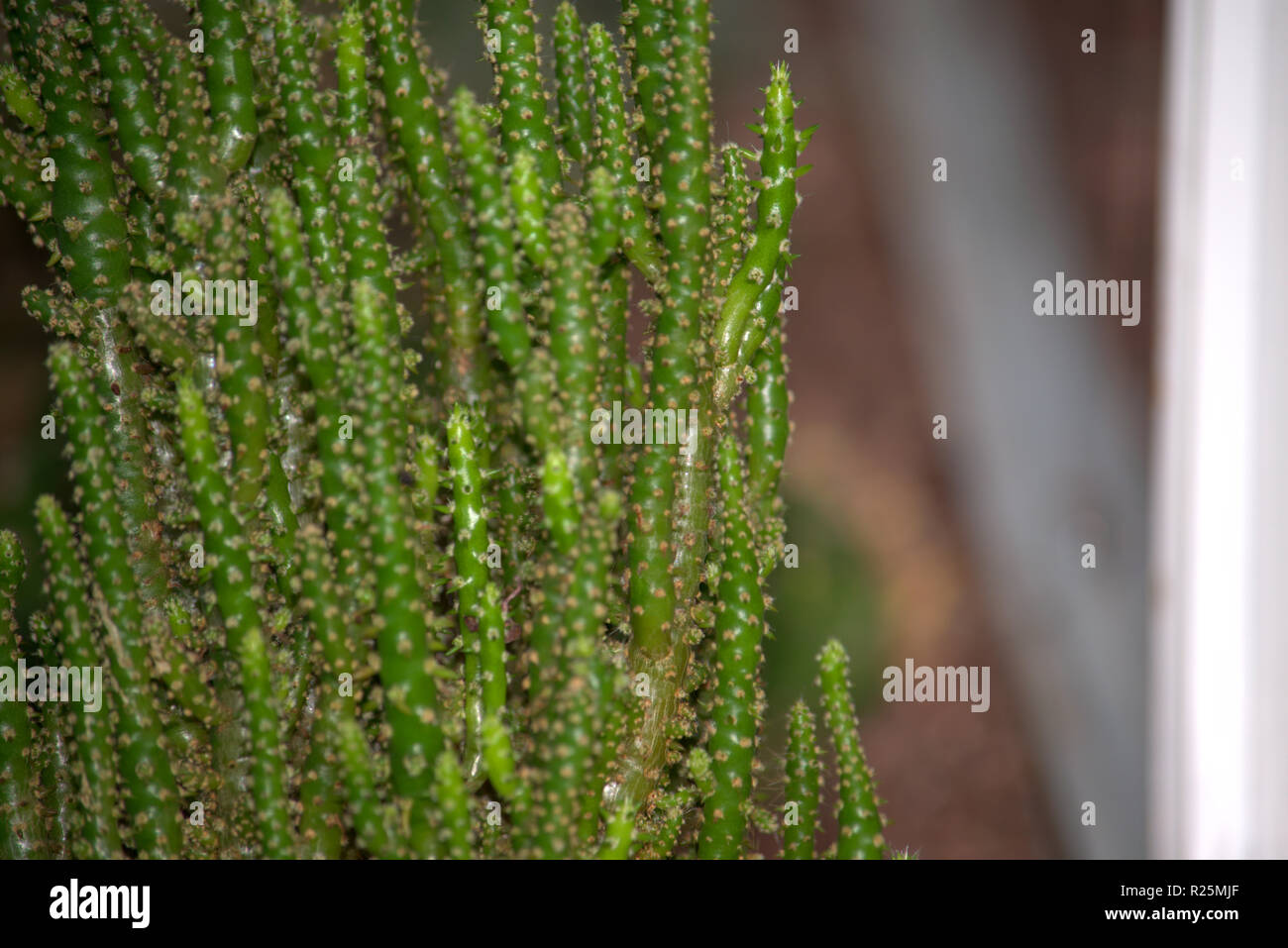 Green succulent plant, background image Stock Photo - Alamy