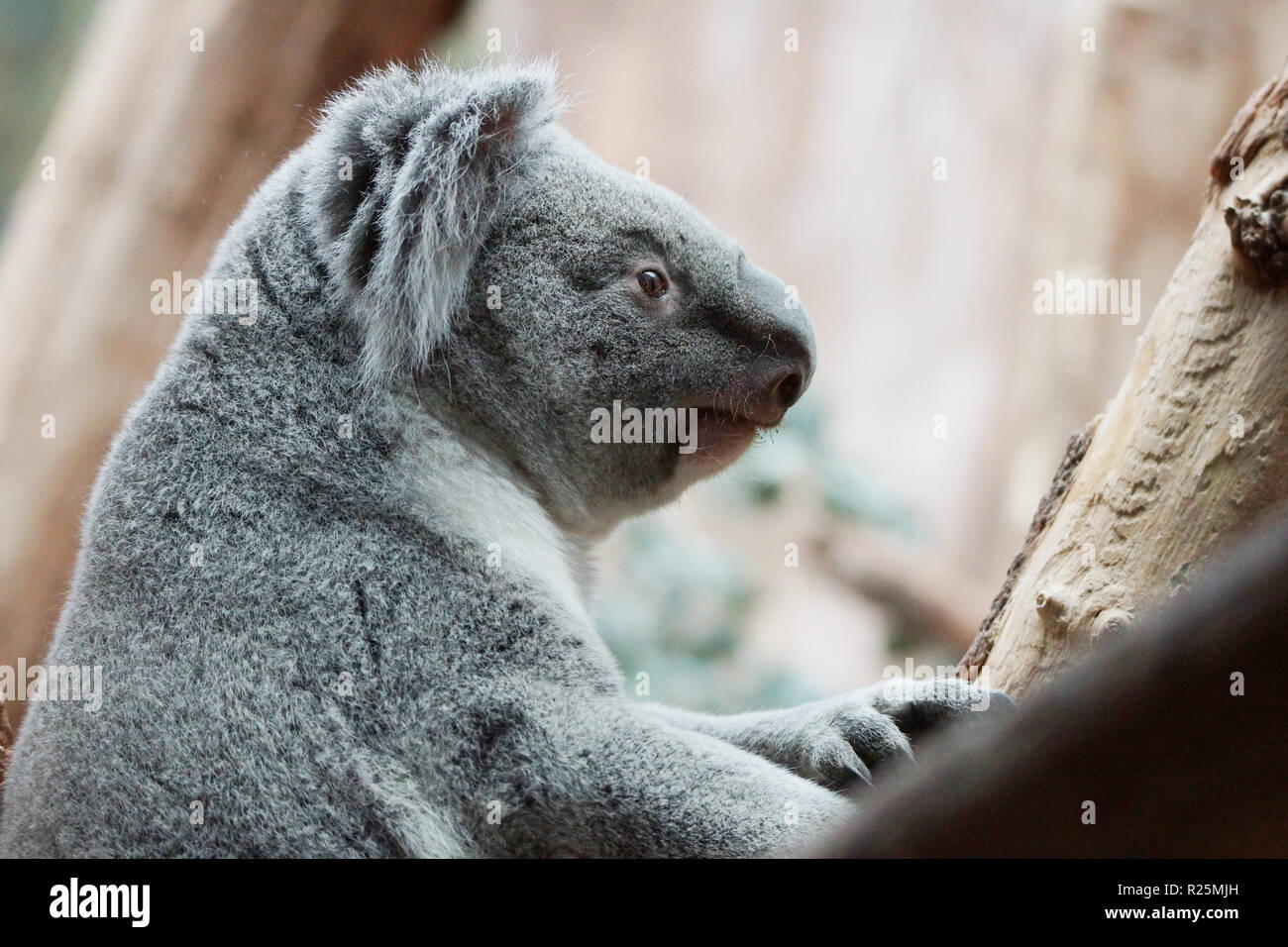 Koala closeup hi-res stock photography and images - Alamy