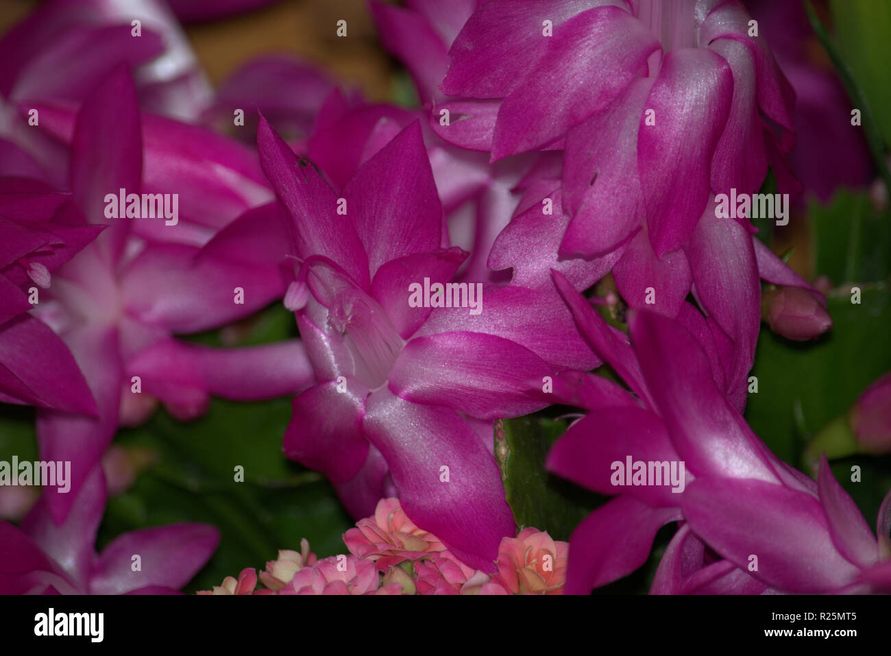 Schlumbergera or Christmas cactus in flower Stock Photo